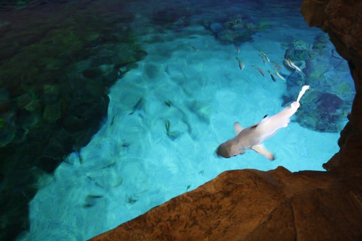 Shark swimming at SeaWorld in San Diego
