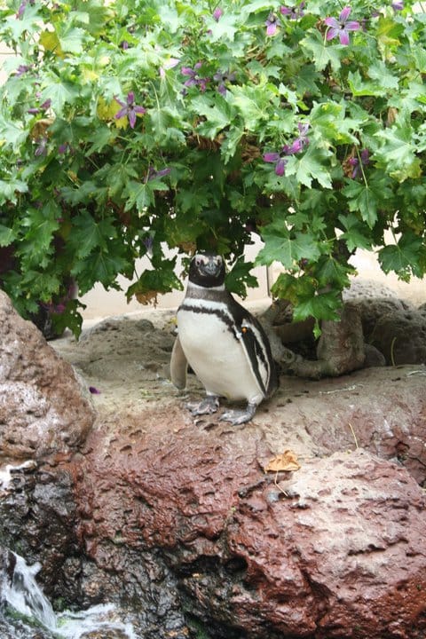Penguin at San Diego SeaWorld