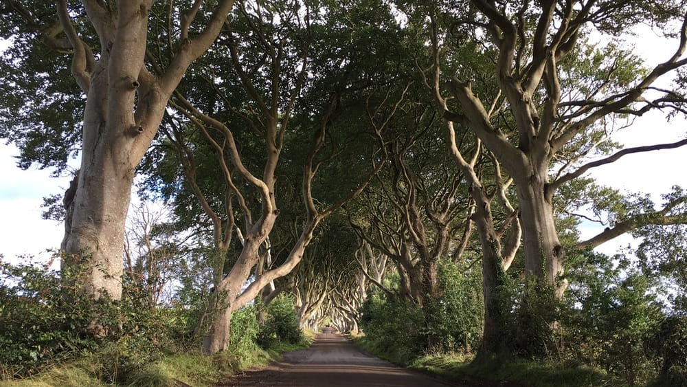 The Dark Hedges in Northern Ireland. 